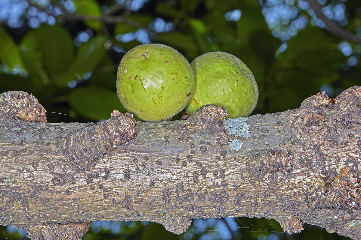 Moraceae Ficus sansibarica