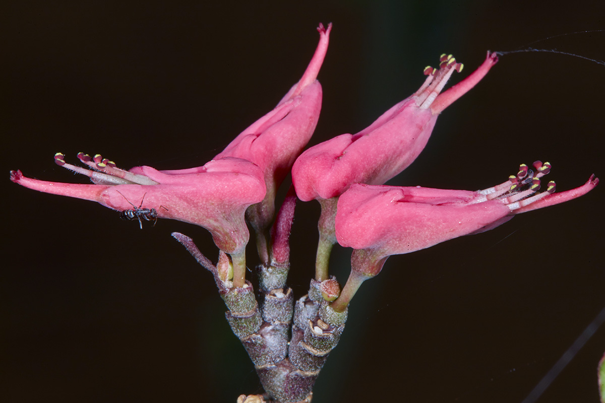 Euphorbiaceae Euphorbia tithymaloides