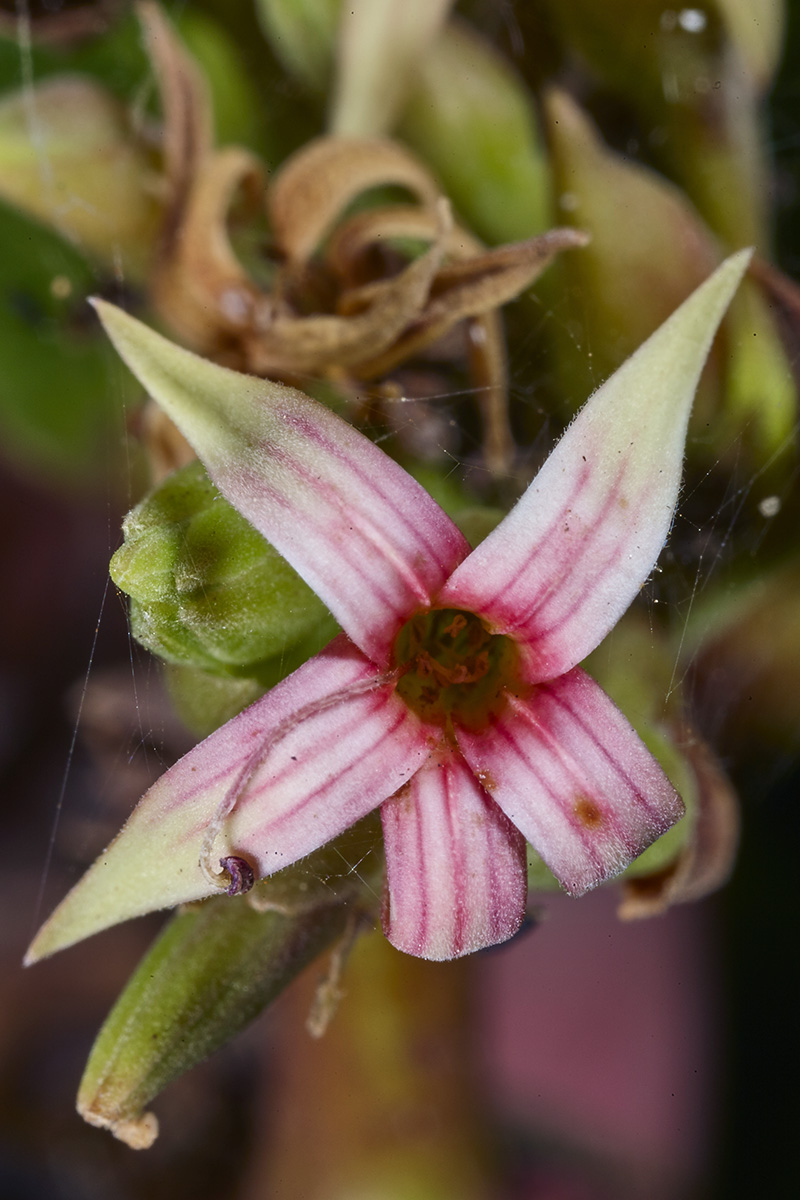 Anacardiaceae Anacardium occidentale