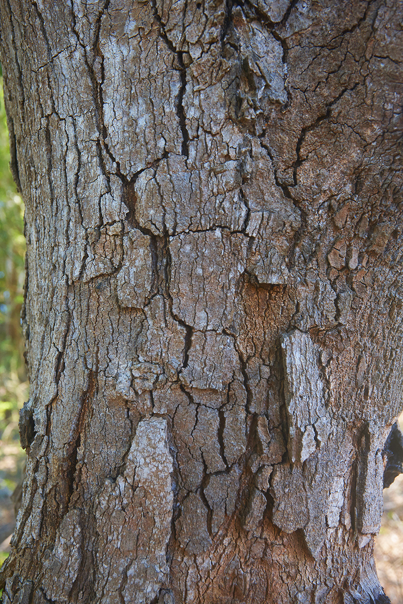 Fabaceae Brachystegia spiciformis