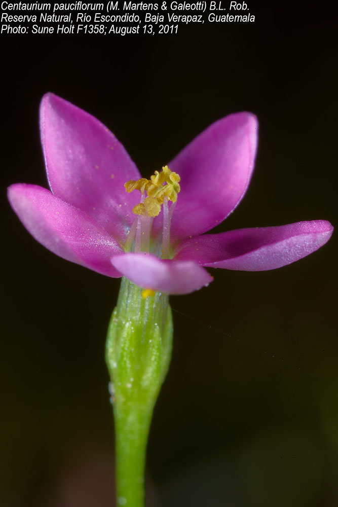 Gentianaceae Centaurium pauciflorum