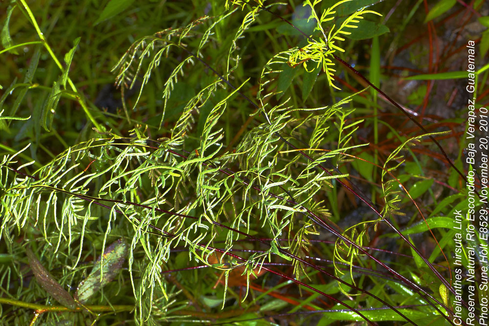 Pteridaceae Gaga hirsuta