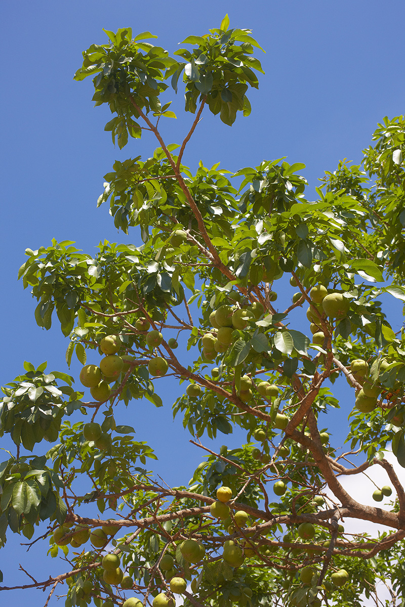 Rutaceae Casimiroa edulis