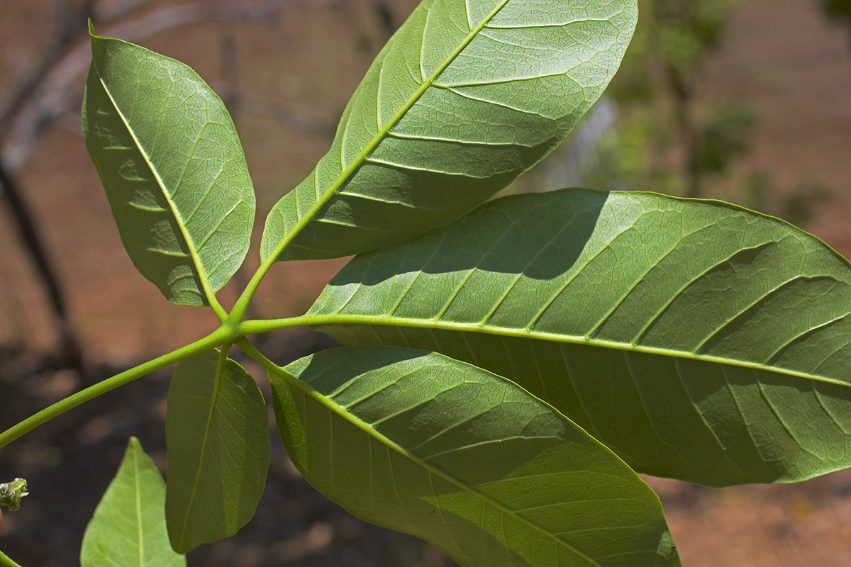 Rutaceae Casimiroa edulis