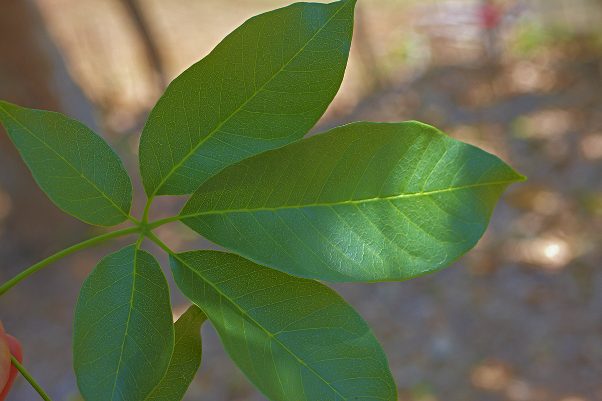 Rutaceae Casimiroa edulis