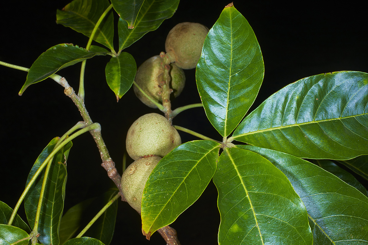 Rutaceae Casimiroa dura