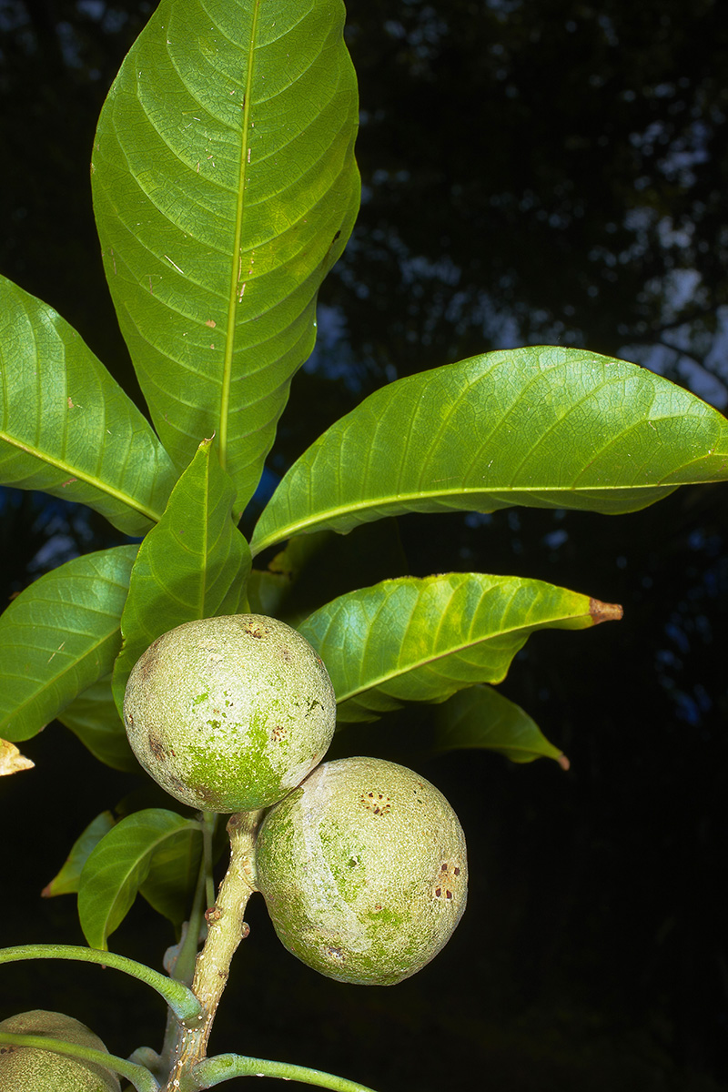 Rutaceae Casimiroa dura