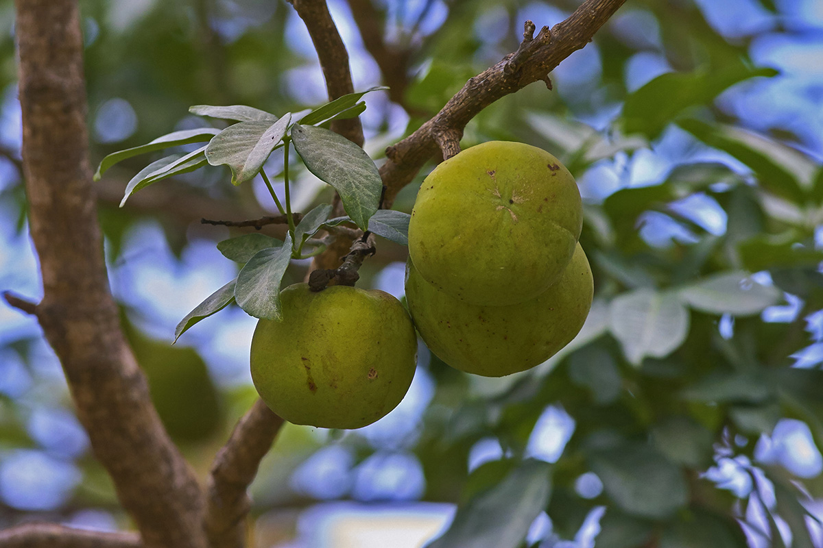 Rutaceae Casimiroa edulis