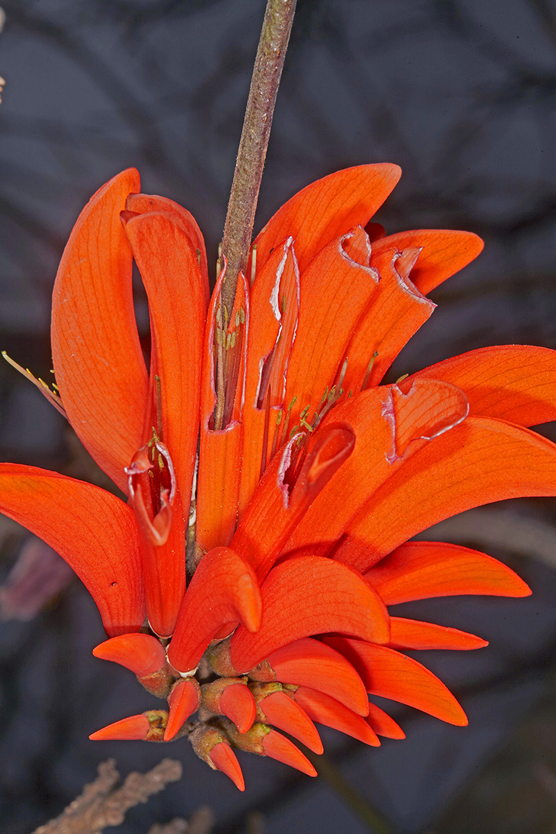 Fabaceae Erythrina lysistemon