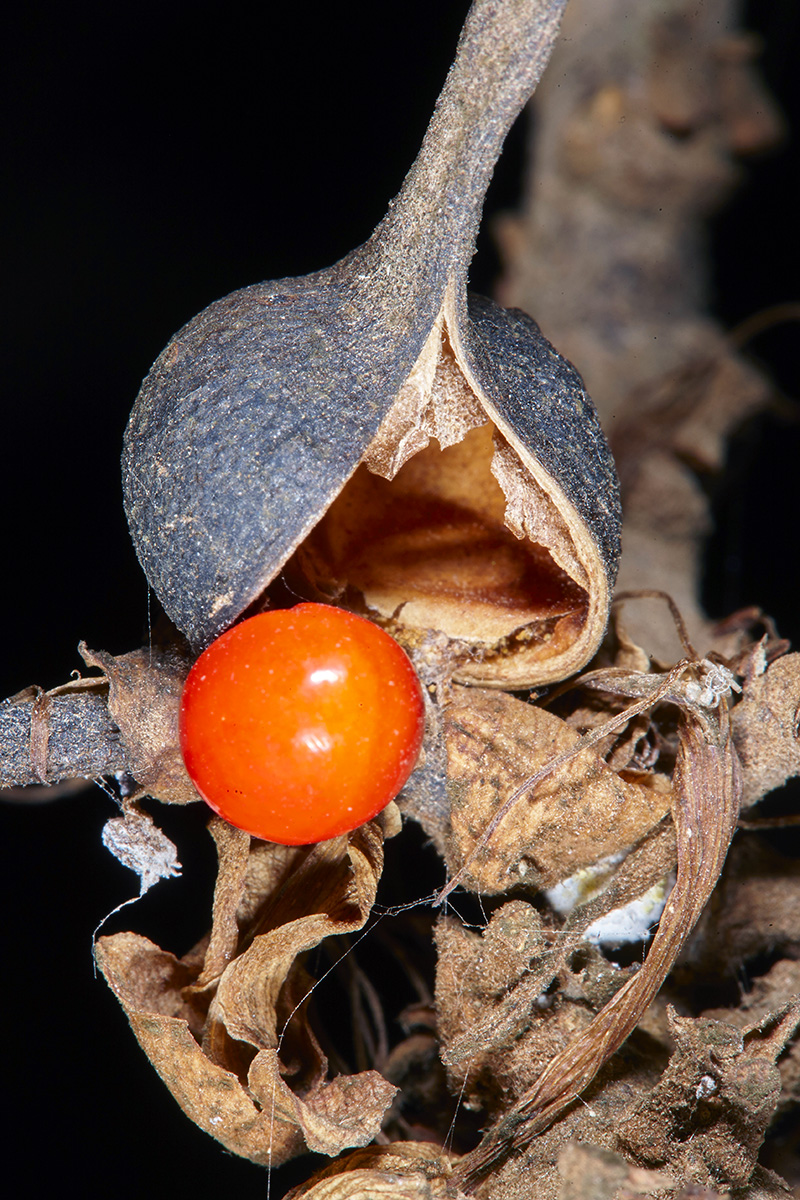 Fabaceae Erythrina lysistemon