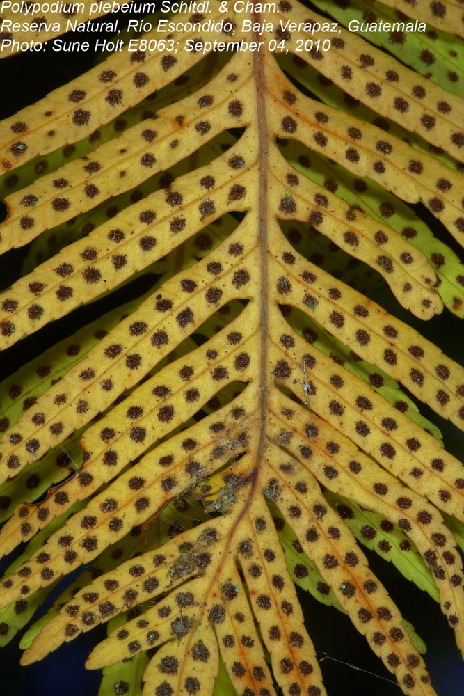 Polypodiaceae Pleopeltis plebeium