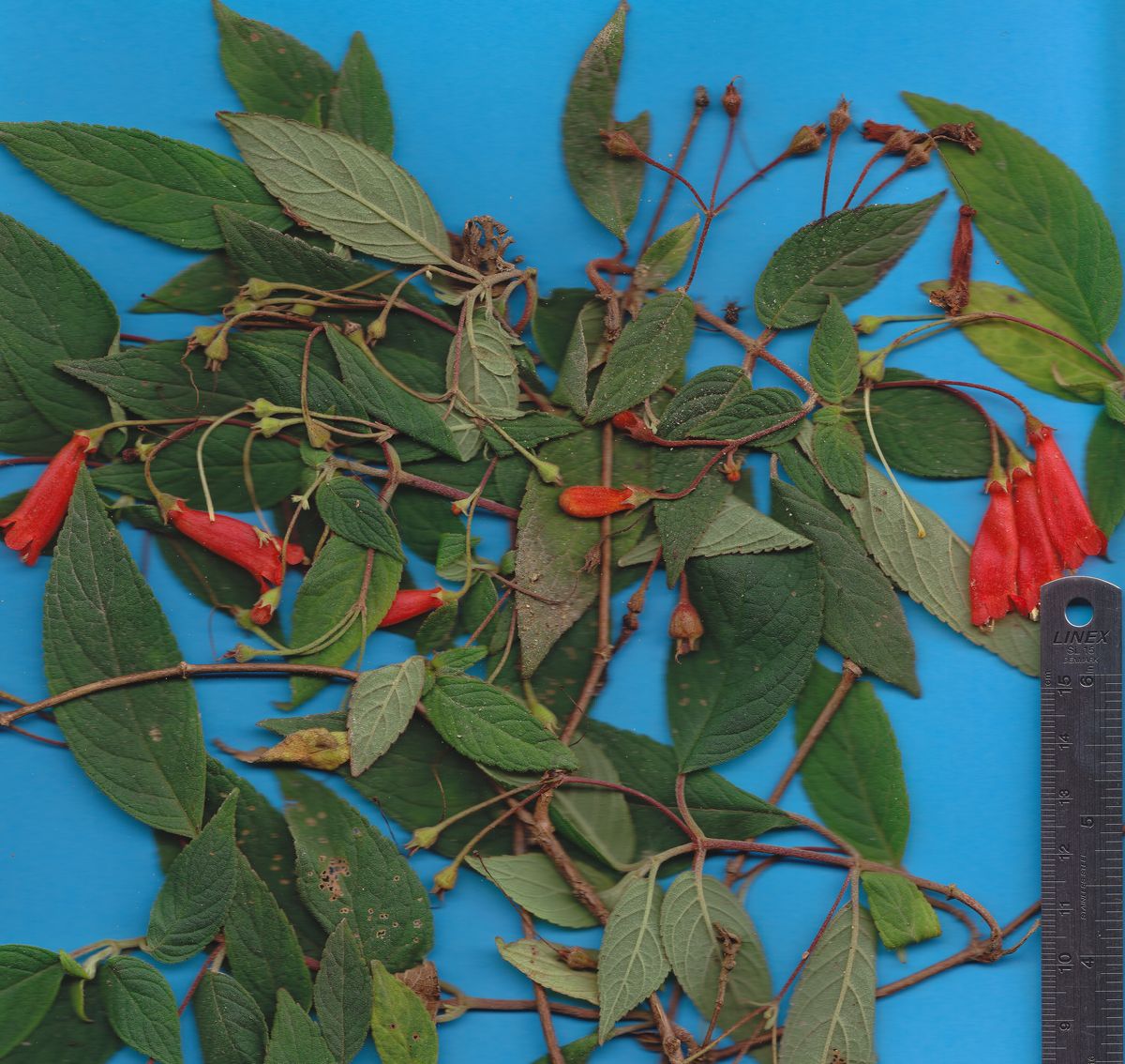 Gesneriaceae Moussonia elegans