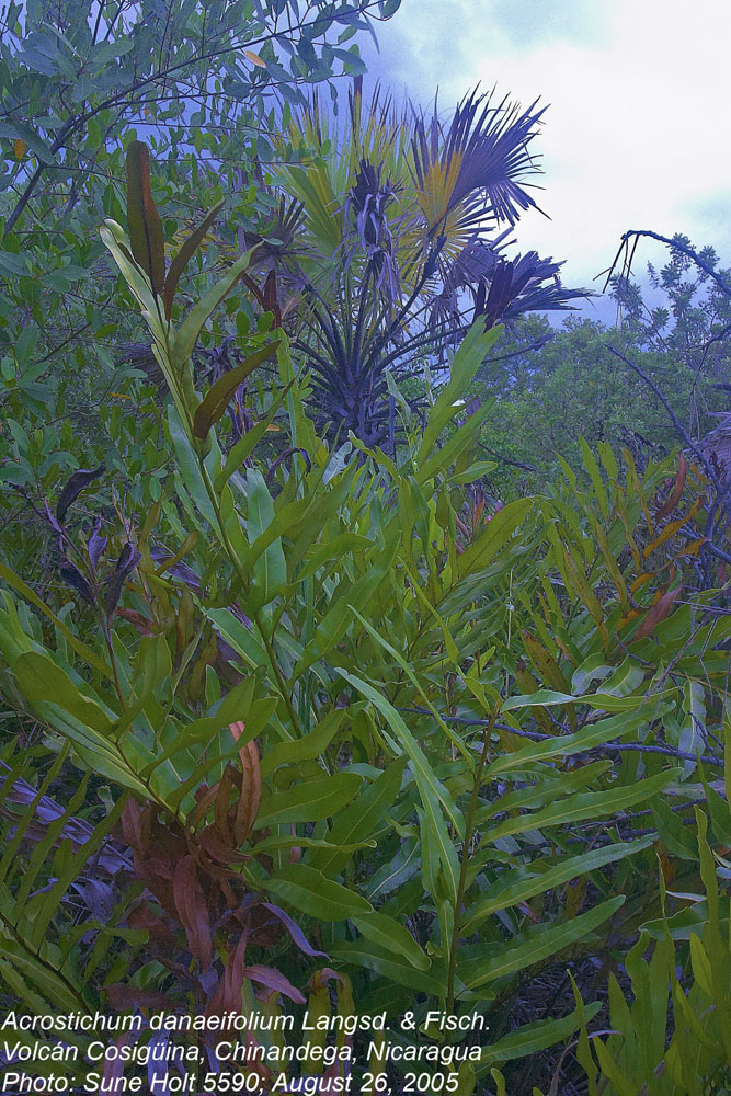 Pteridaceae Acrostichum danaeifolium