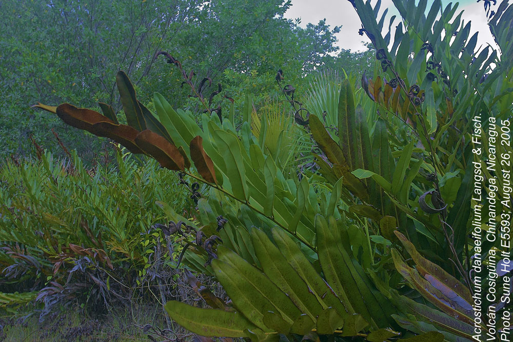 Pteridaceae Acrostichum danaeifolium