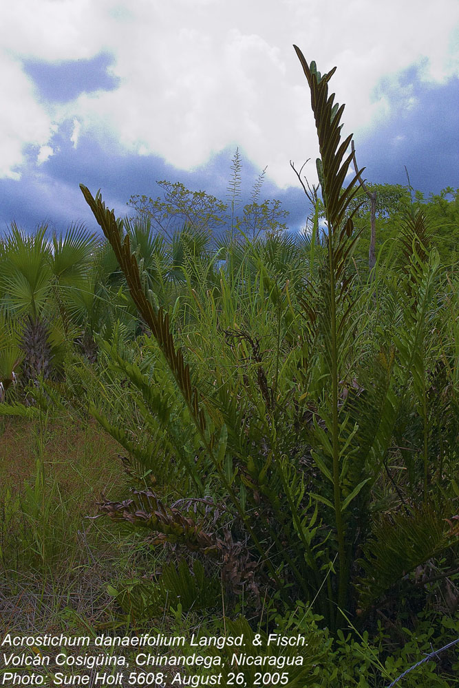 Pteridaceae Acrostichum danaeifolium