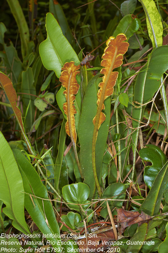 Dryopteridaceae Elaphoglossum latifolium