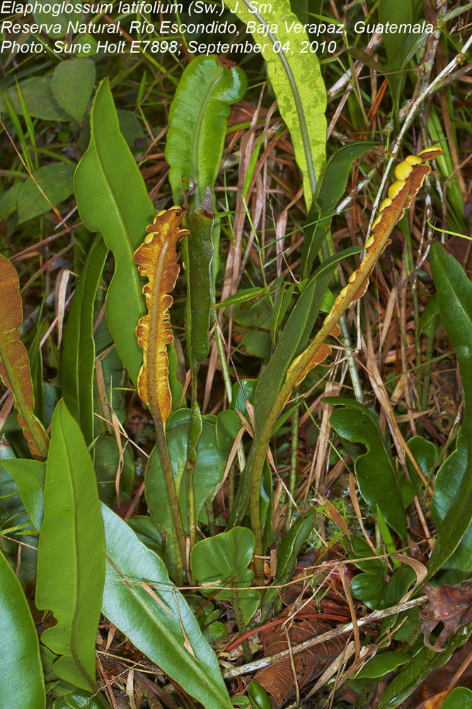 Dryopteridaceae Elaphoglossum latifolium