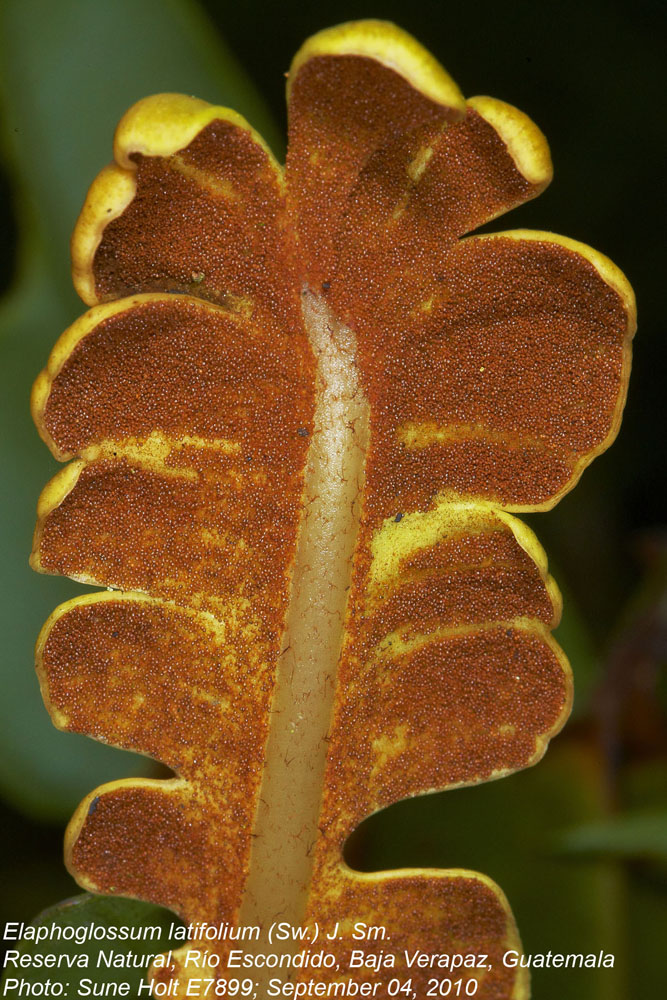 Dryopteridaceae Elaphoglossum latifolium