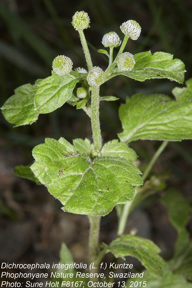 Asteraceae Dichrocephala integrifolia