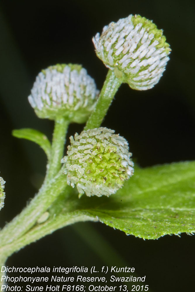 Asteraceae Dichrocephala integrifolia