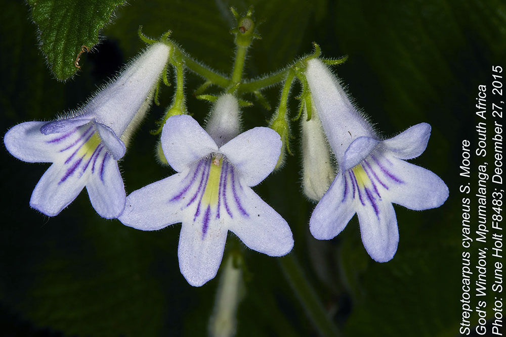 Gesneriaceae Streptocarpus cyaneus