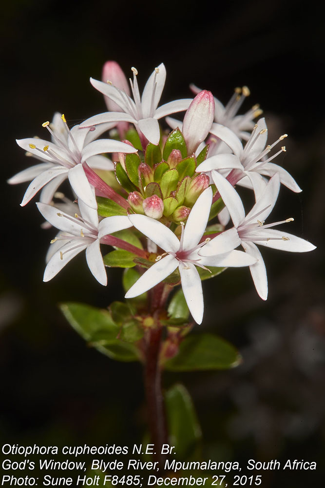 Rubiaceae Otiophora cupheoides