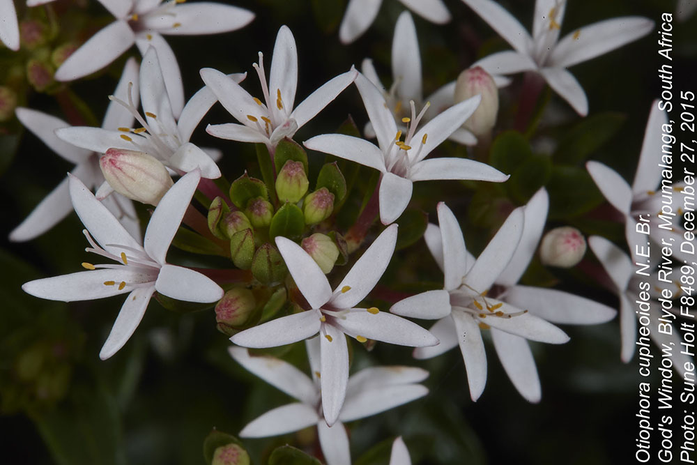 Rubiaceae Otiophora cupheoides