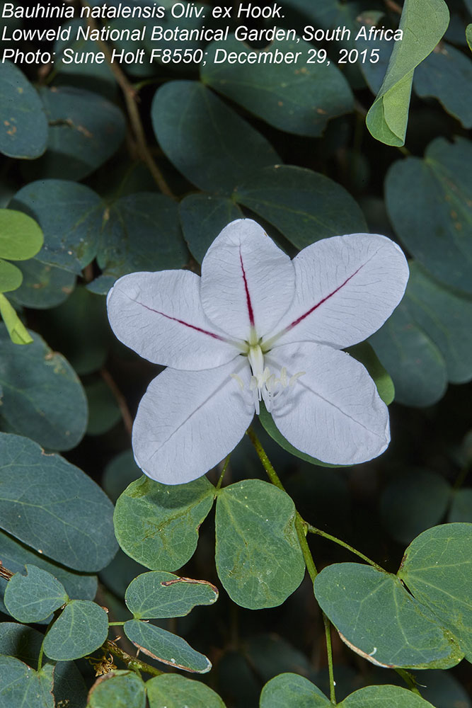 Fabaceae Bauhinia natalensis