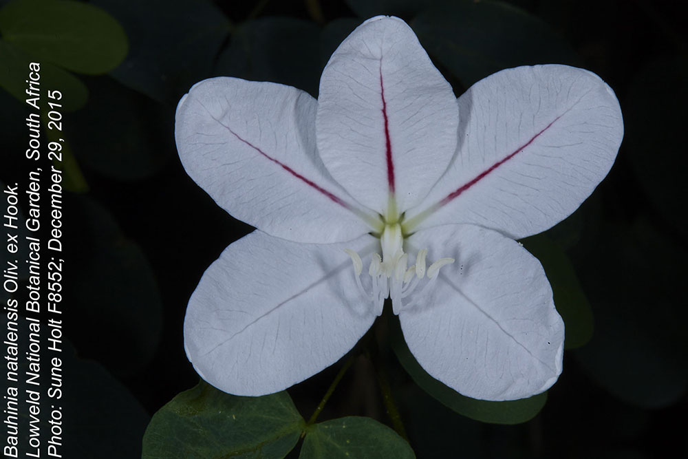 Fabaceae Bauhinia natalensis