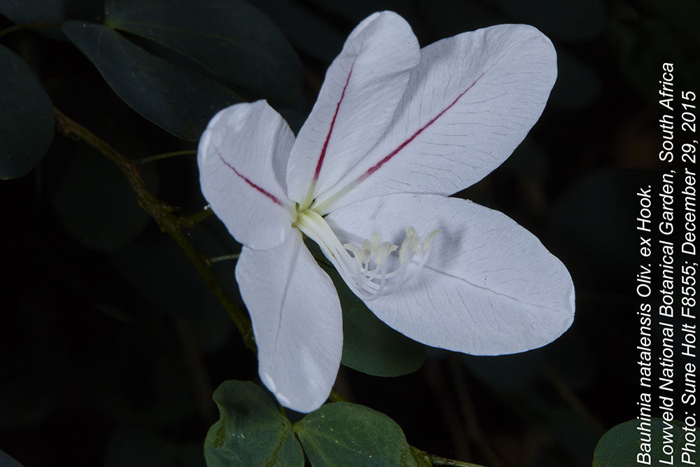 Fabaceae Bauhinia natalensis