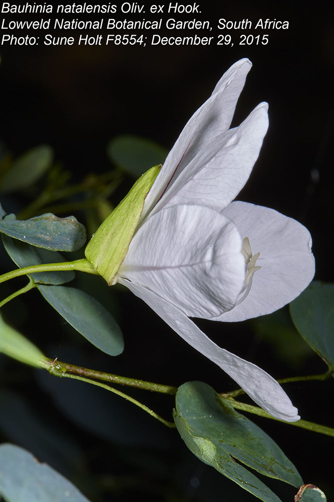 Fabaceae Bauhinia natalensis