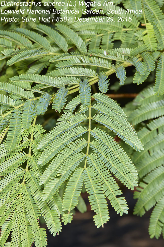 Fabaceae Dichrostachys cinerea