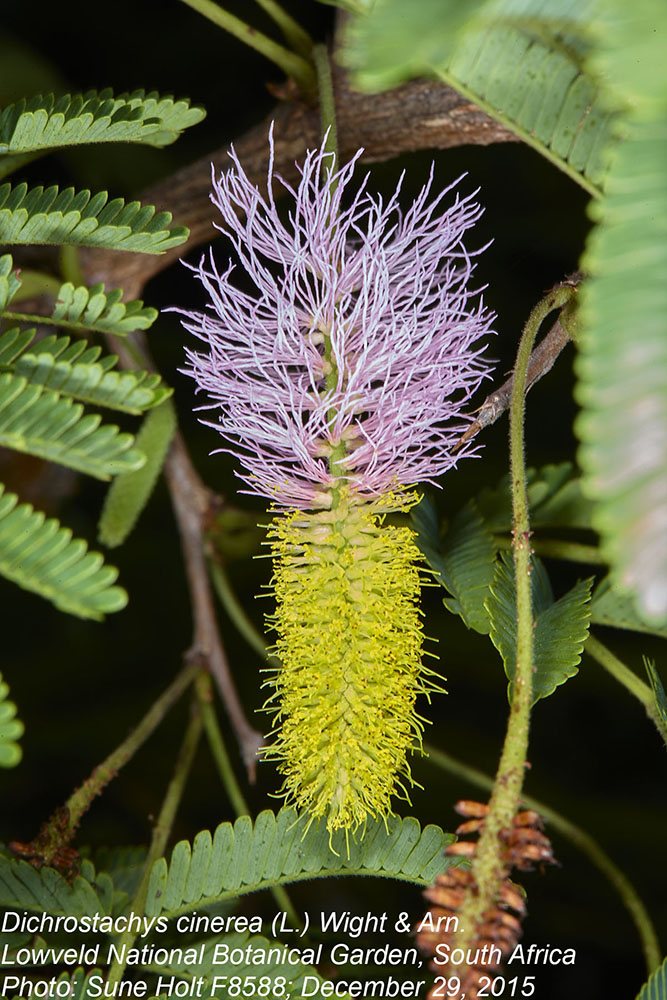 Fabaceae Dichrostachys cinerea