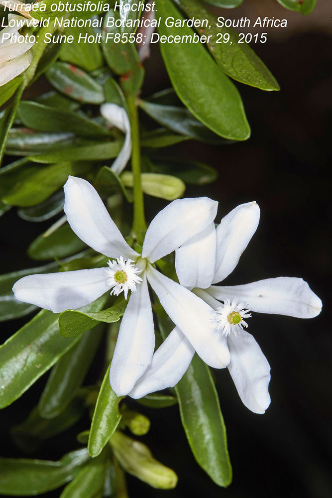 Meliaceae Turraea obtusifolia