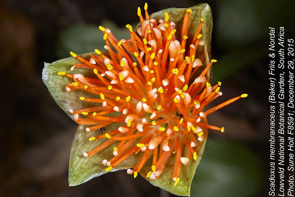 Amaryllidaceae Scadoxus membranaceus