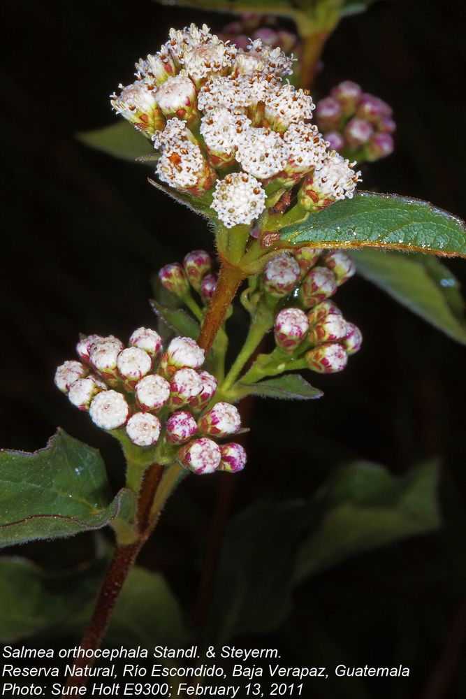 Asteraceae Salmea orthocephala