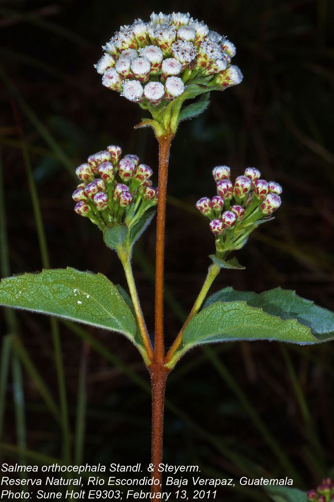 Asteraceae Salmea orthocephala