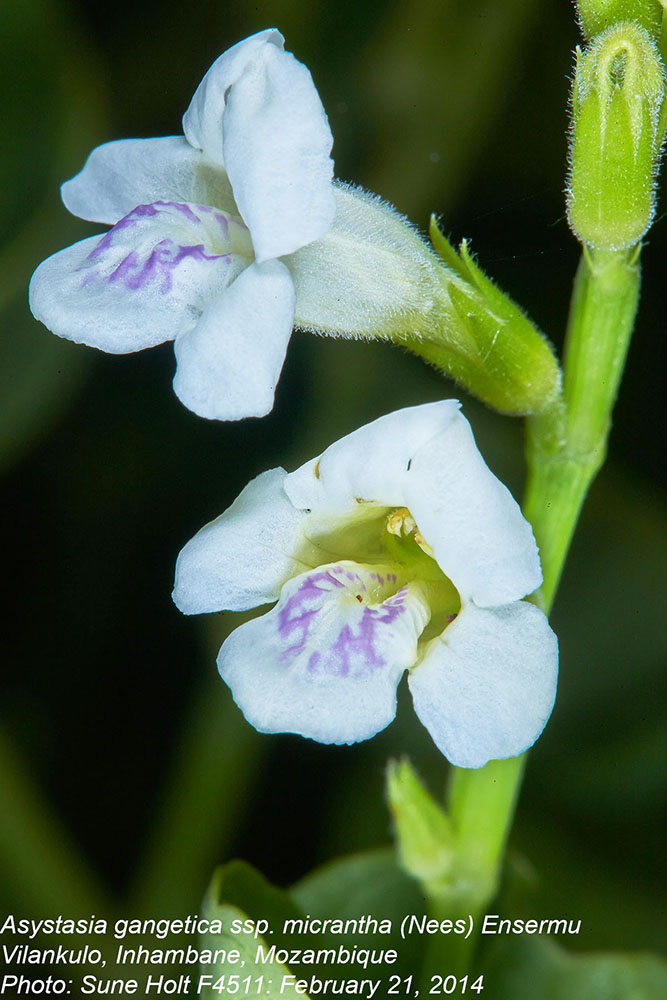 Acanthaceae Asystasia gangetica