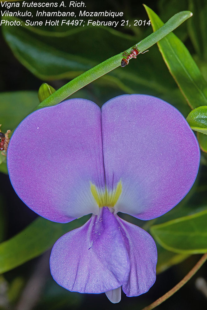 Fabaceae Vigna frutescens