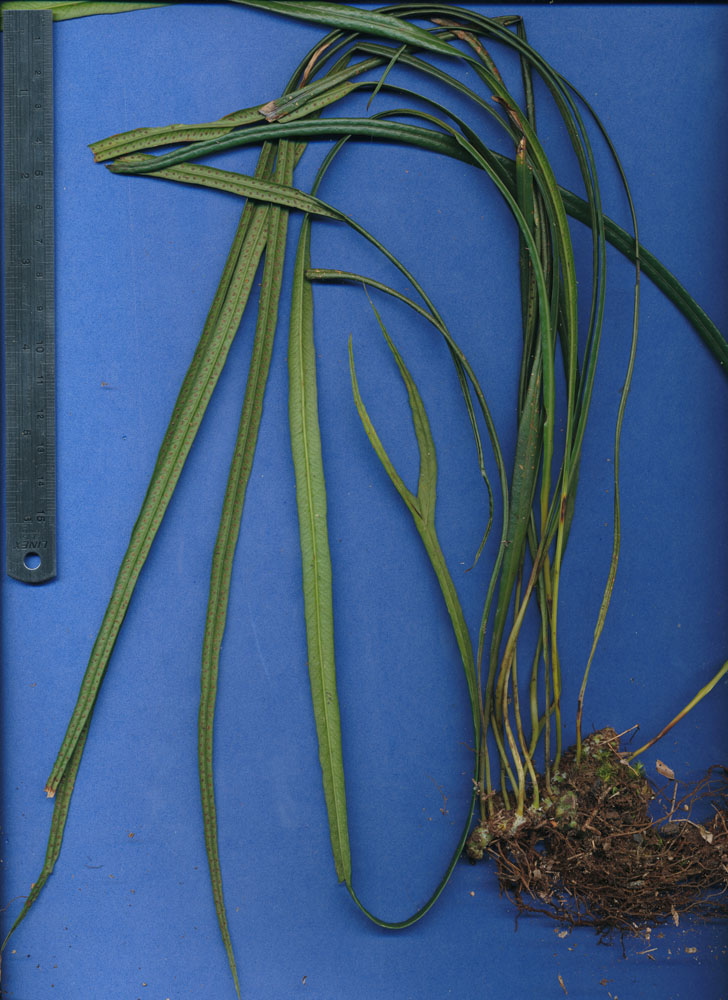 Polypodiaceae Campyloneurum angustifolium