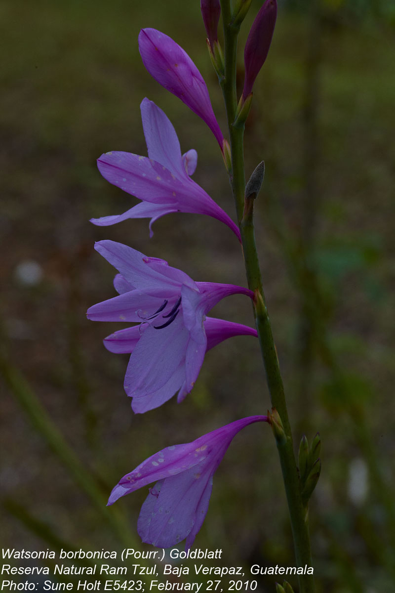 Iridaceae Watsonia borbonica