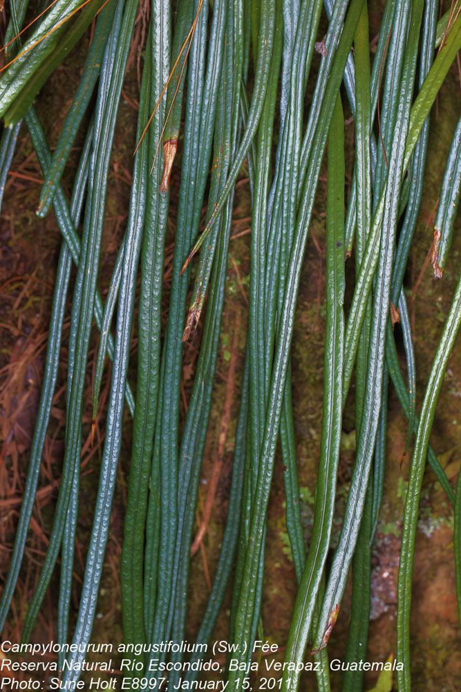 Polypodiaceae Campyloneurum angustifolium
