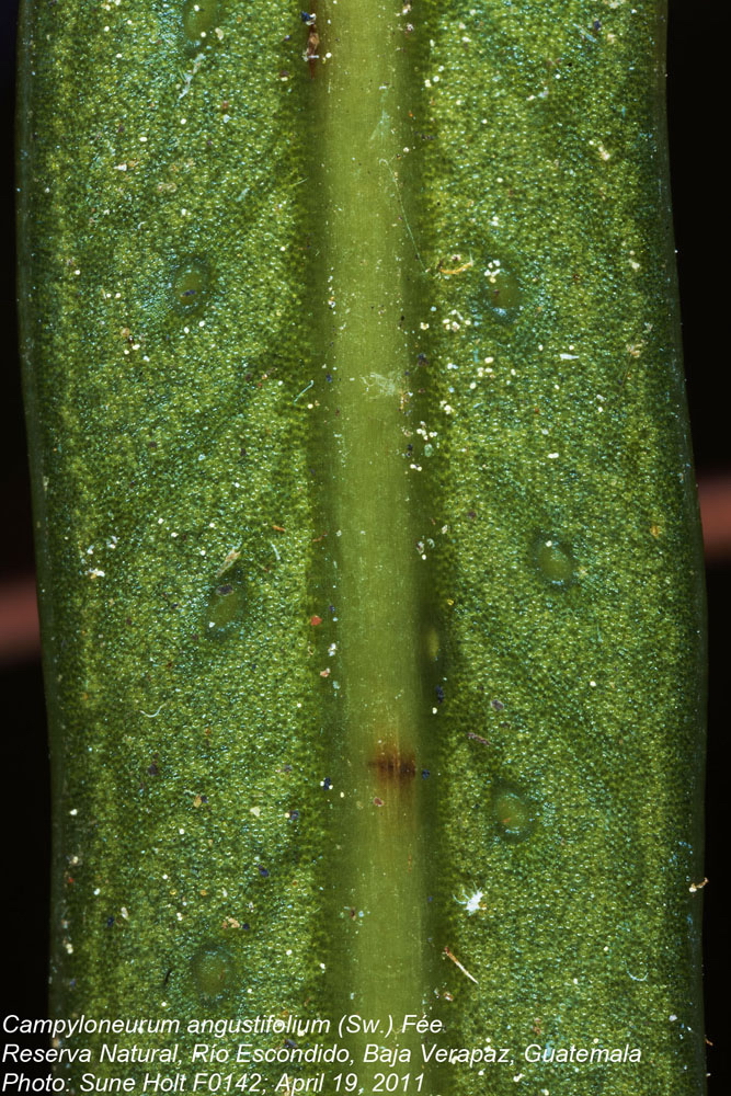 Polypodiaceae Campyloneurum angustifolium