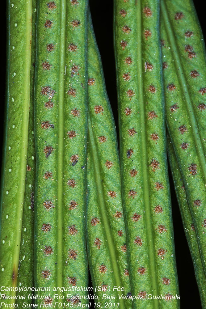 Polypodiaceae Campyloneurum angustifolium