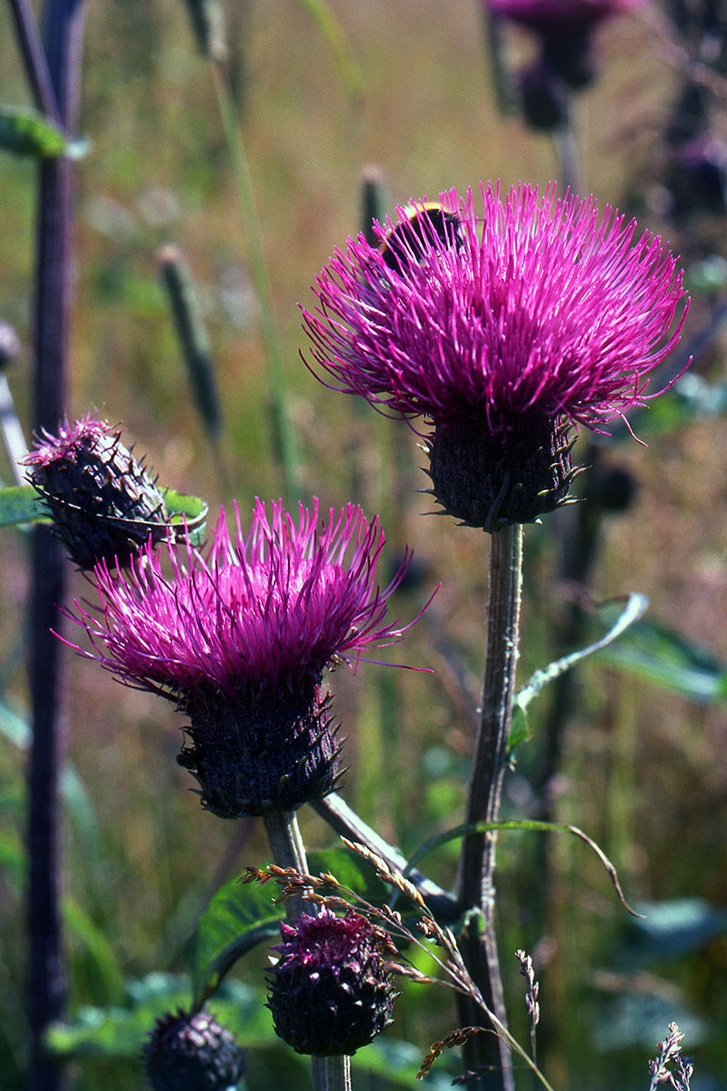 Asteraceae Cirsium helenioides