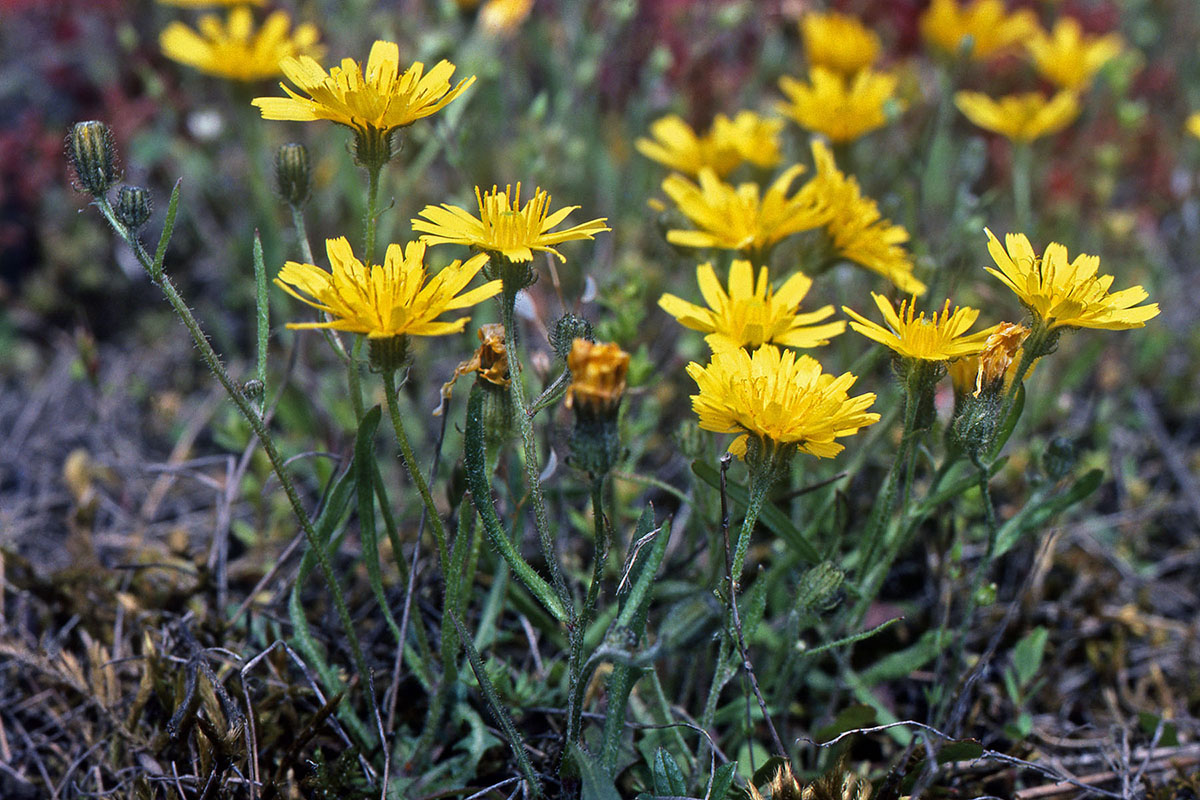 Asteraceae Crepis tectorum