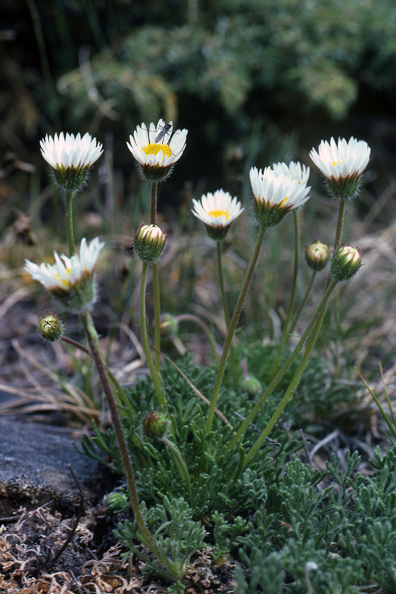 Asteraceae Erigeron compositus