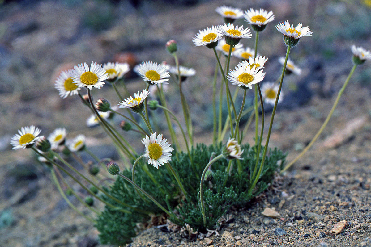 Asteraceae Erigeron compositus