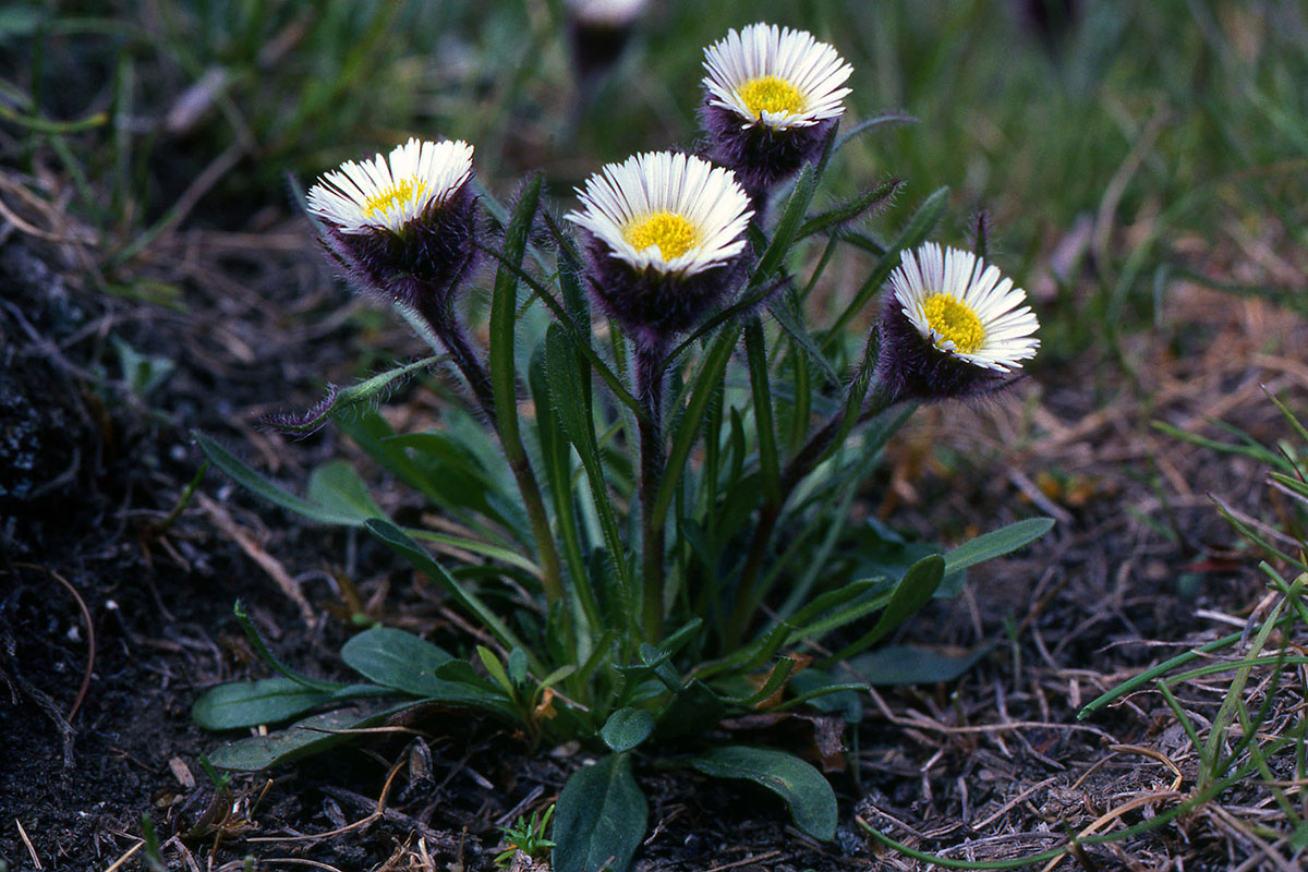 Asteraceae Erigeron humilis