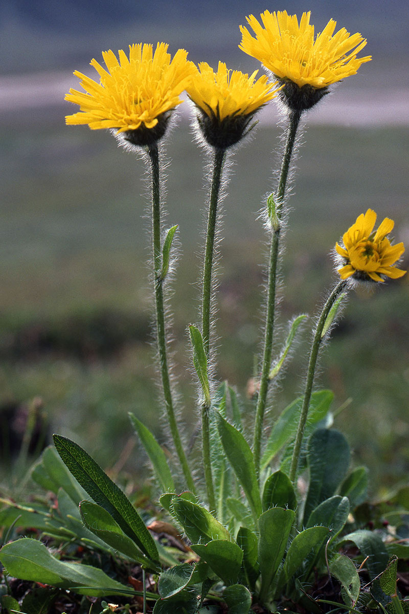 Asteraceae Hieracium alpinum